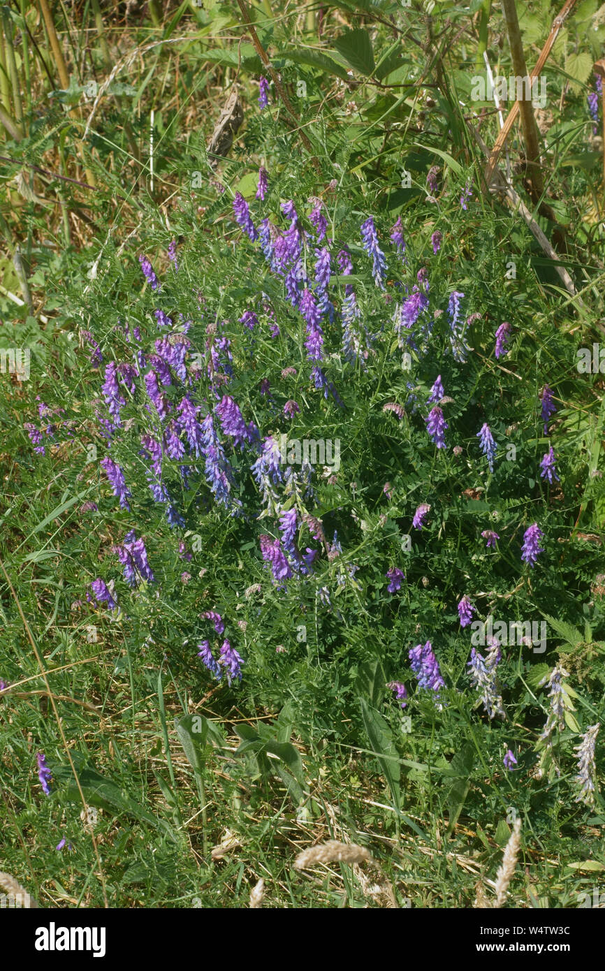 Tufted o bird veccia (Vicia cracca) in blu fiore viola tra chalk downland vegetazione, Berkshire, Luglio Foto Stock
