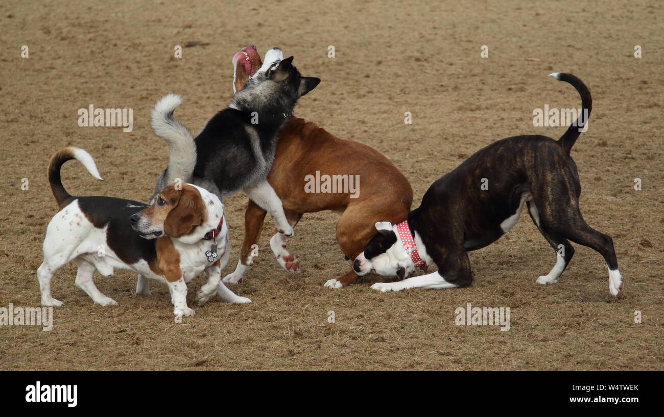 Cani giocando nel dog park Foto Stock
