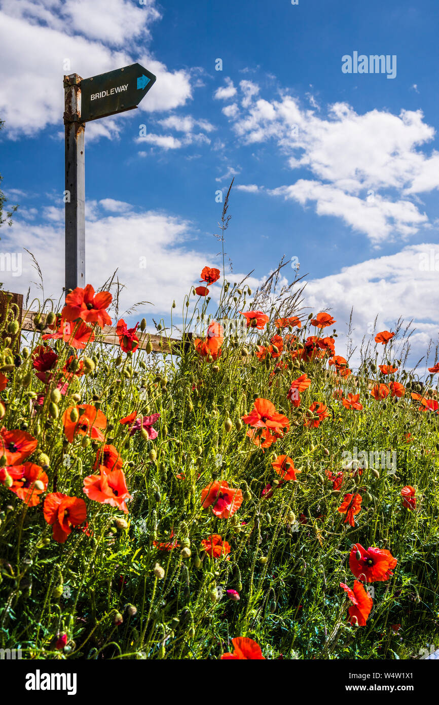Backlit papavero (Papaver rhoeas) e un segno Bridleway nella campagna estiva. Foto Stock