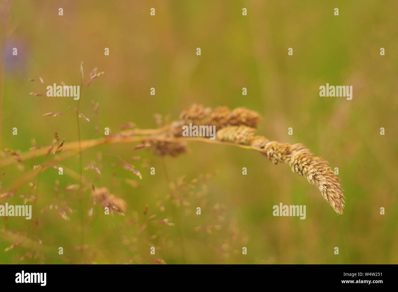 Golden spike in Prato Foto Stock