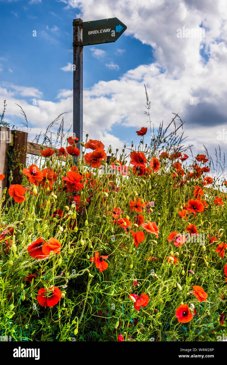 Backlit papavero (Papaver rhoeas) e un segno Bridleway nella campagna estiva. Foto Stock