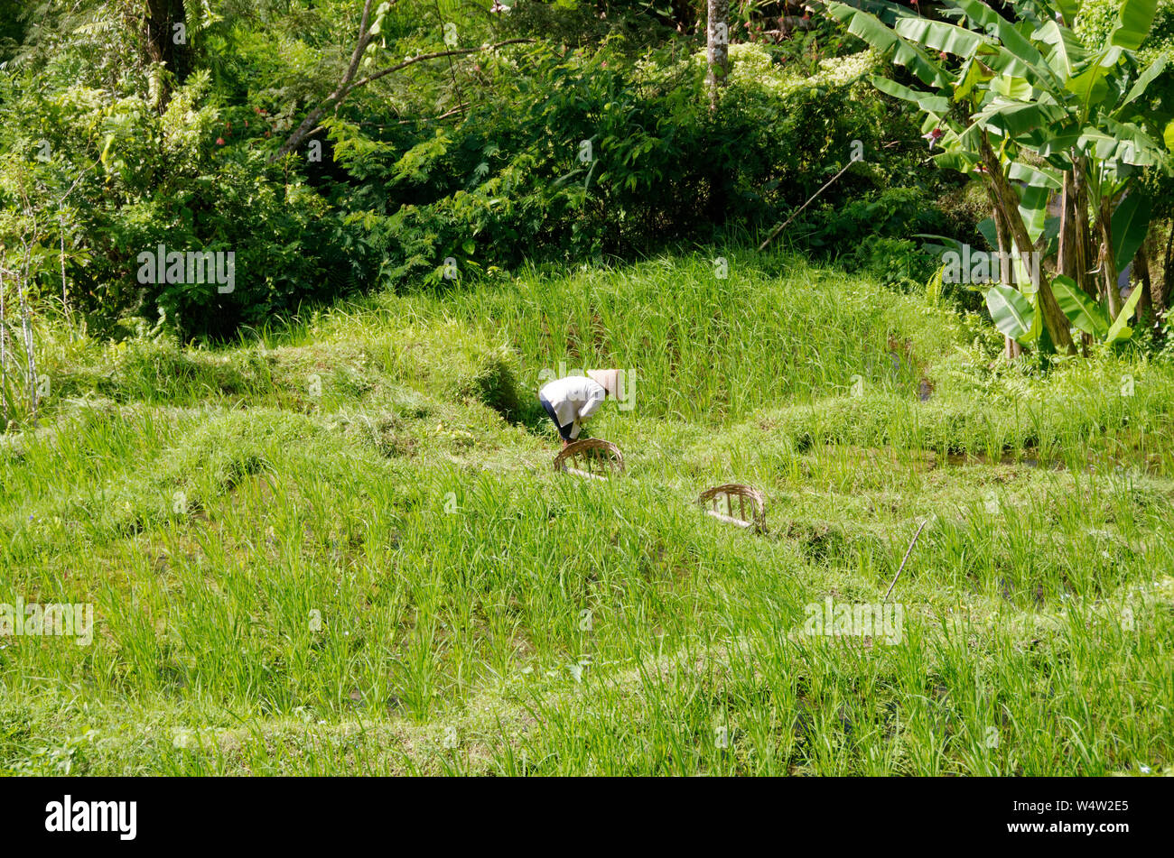 Uomo Balinese tradizionale cappello conico lavorando in terrazze di riso Tegallalang, nei pressi di Ubud, Bali, Indonesia Foto Stock