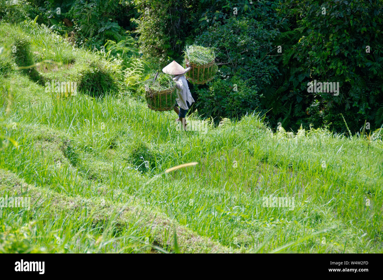 Uomo Balinese tradizionale cappello conico lavorando in terrazze di riso Tegallalang, nei pressi di Ubud, Bali, Indonesia Foto Stock