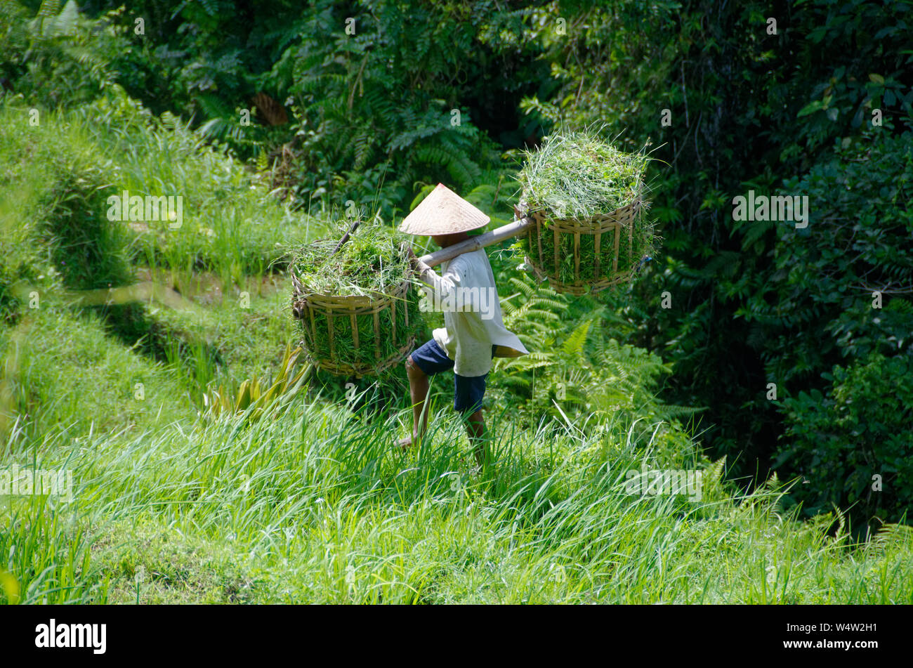 Uomo Balinese tradizionale cappello conico lavorando in terrazze di riso Tegallalang, nei pressi di Ubud, Bali, Indonesia Foto Stock