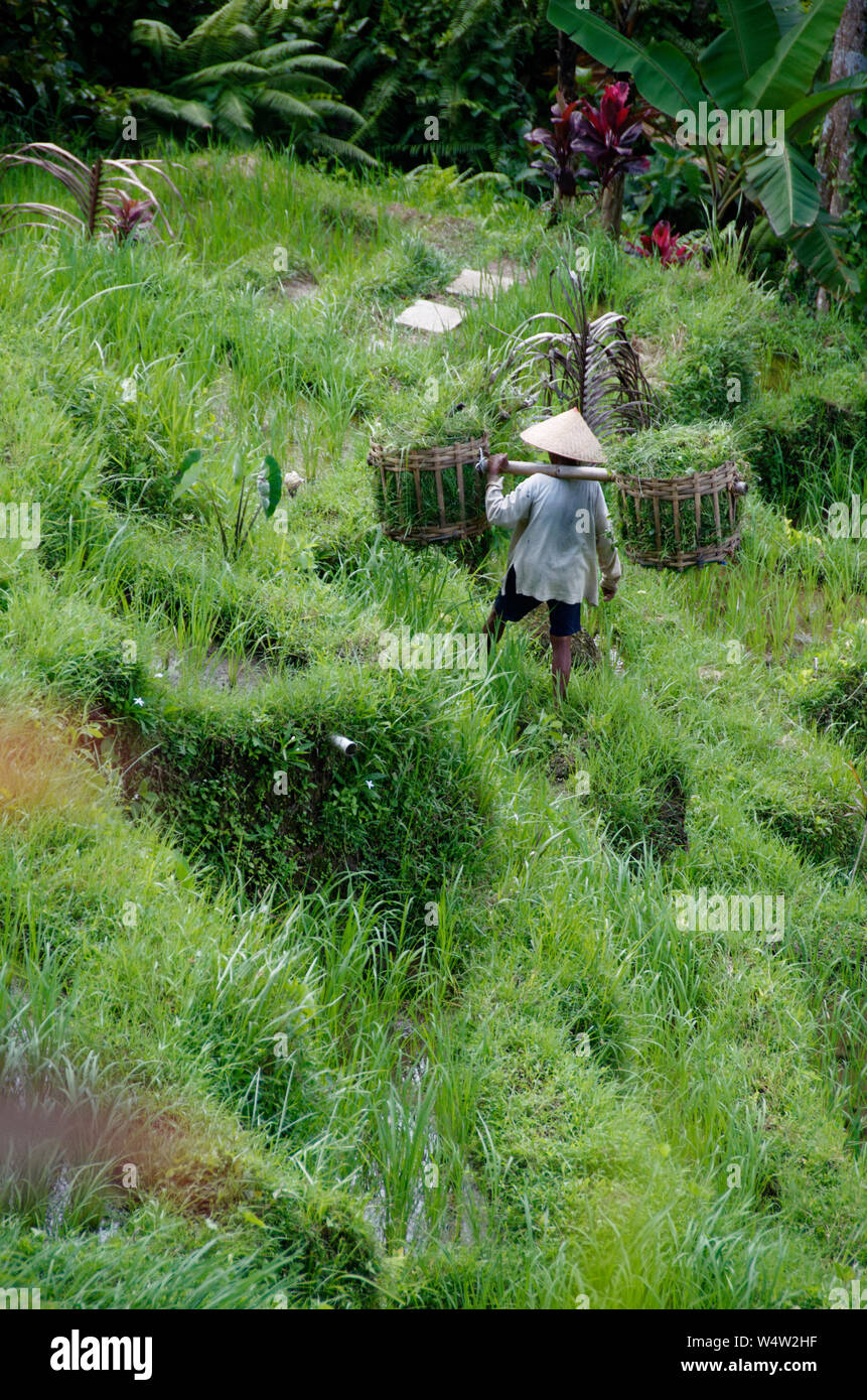 Uomo Balinese tradizionale cappello conico lavorando in terrazze di riso Tegallalang, nei pressi di Ubud, Bali, Indonesia Foto Stock