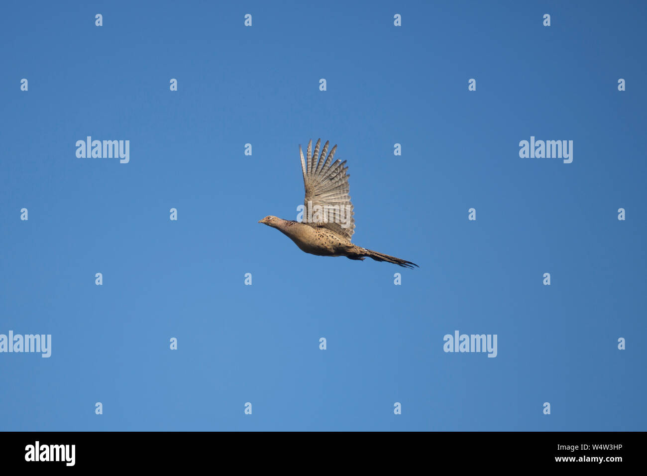 Vista laterale di una gallina fagiana in volo Foto Stock