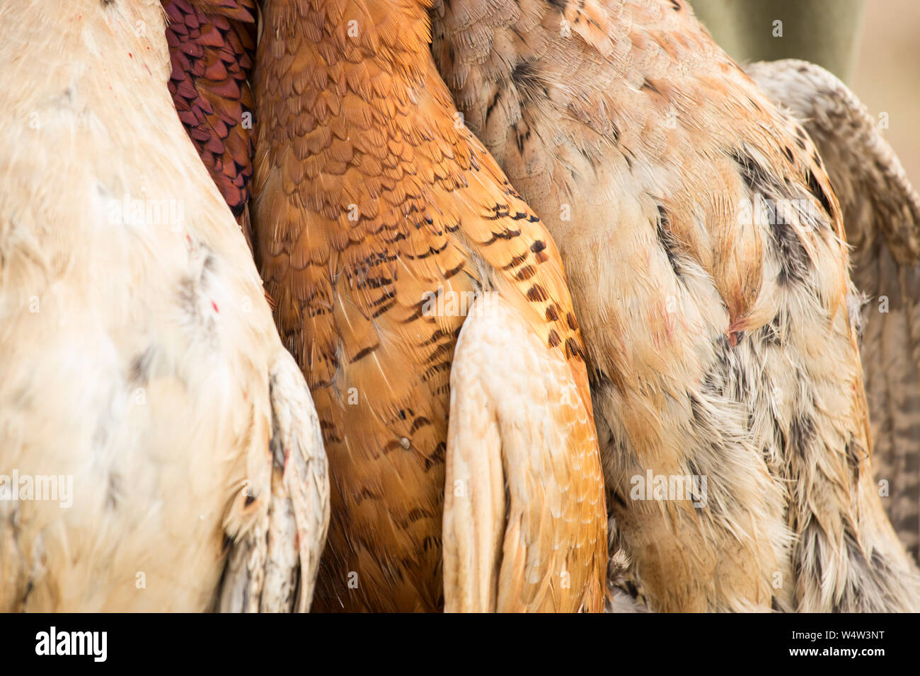 Shot Gioco, uno dei fagiani maschio presenta piumaggio Leucistic Foto Stock