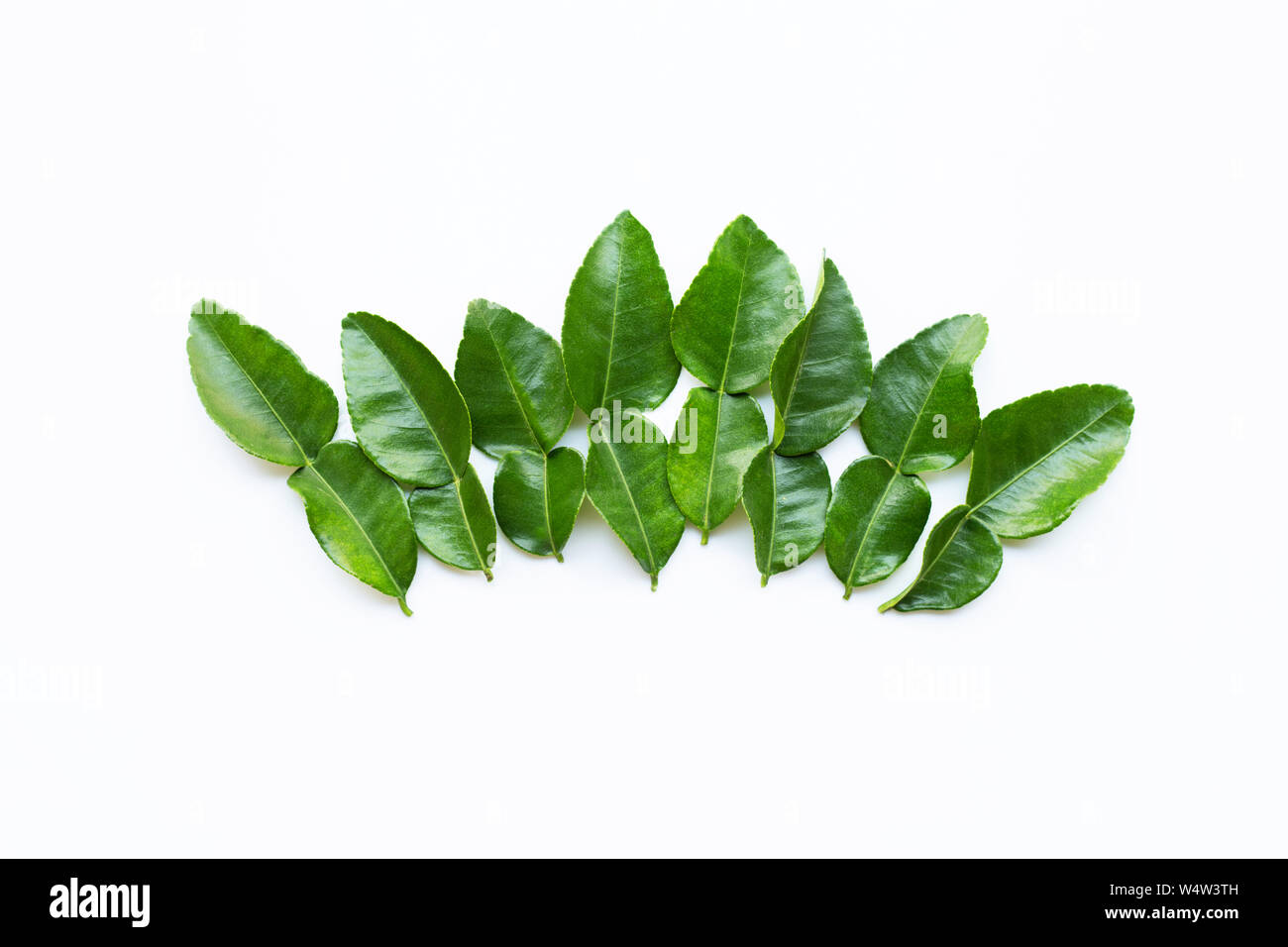 Il bergamotto foglie di combava erbe fresche ingrediente isolato su sfondo bianco. Foto Stock