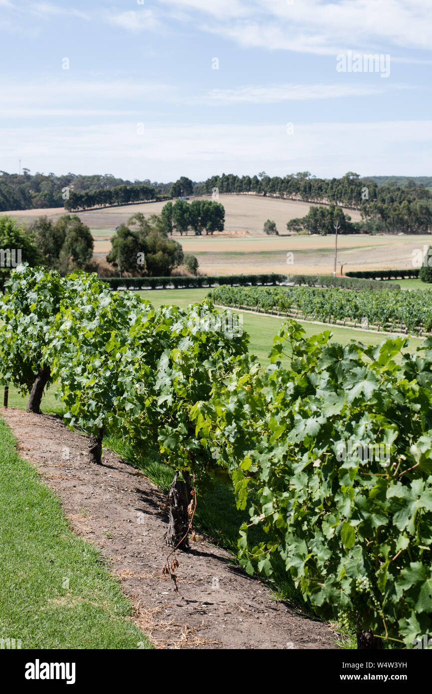 I vigneti di Adelaide, Australia Foto Stock