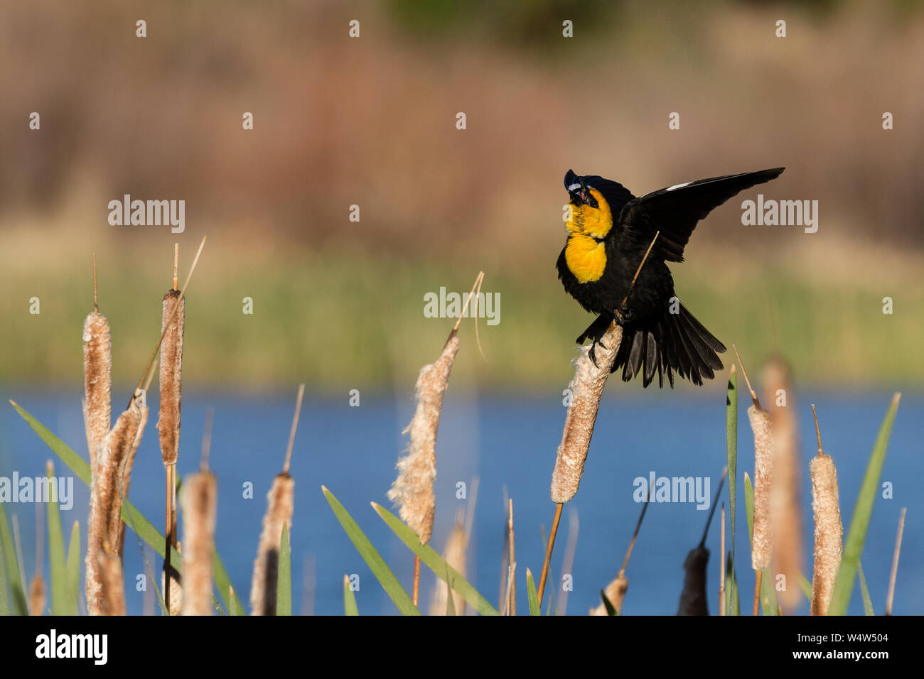 Un maschio Yellow-Headed Blackbird canta e si diffonde le sue ali come egli giudice delle femmine. Foto Stock