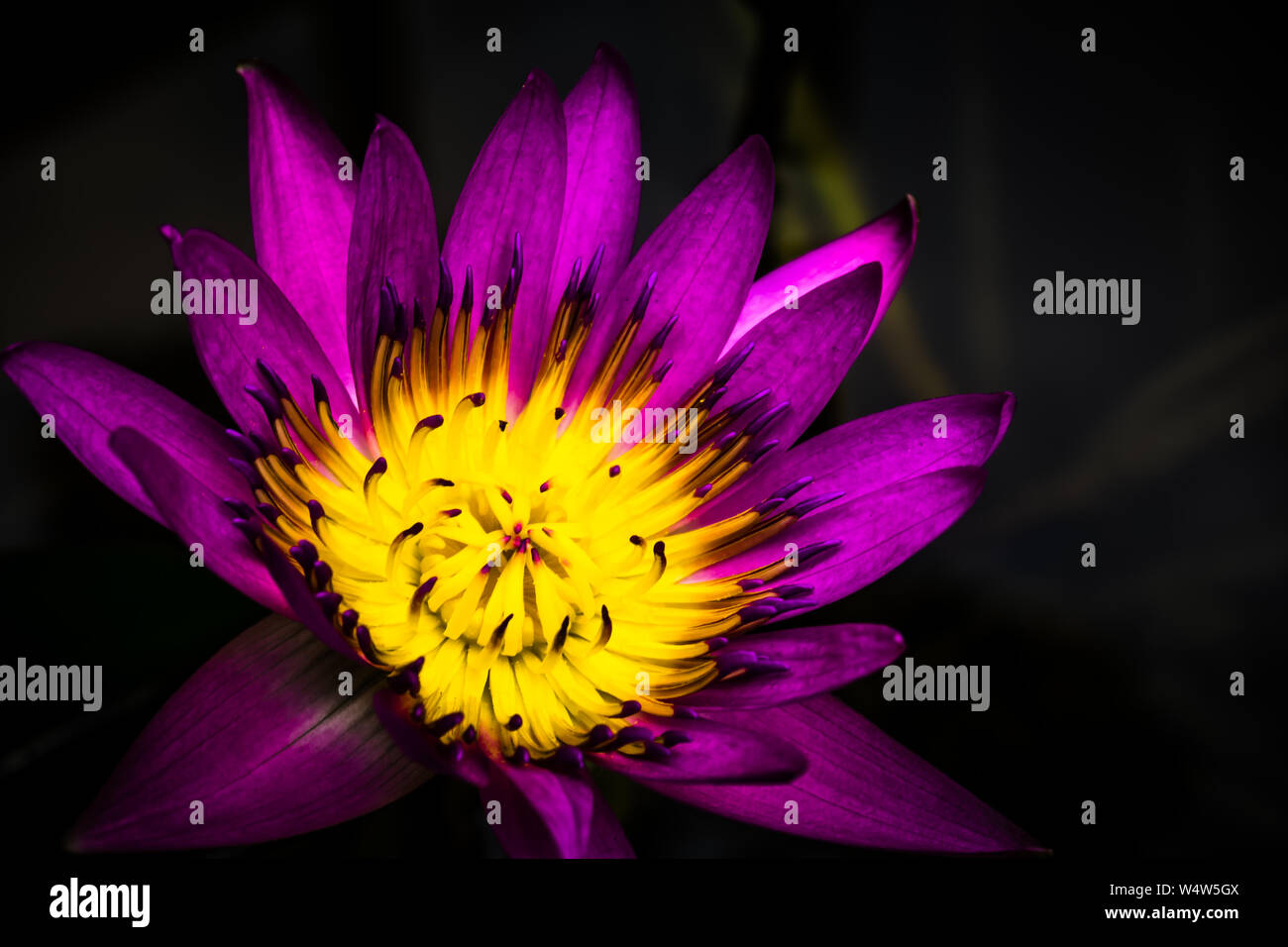 Acqua Giglio viola e fiore giallo (Nymphaea caerulea). Foto Stock