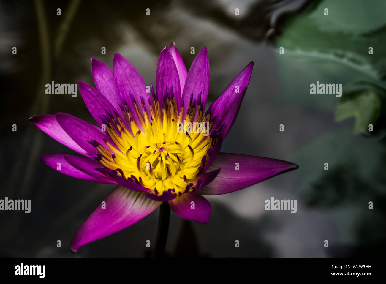 Acqua Giglio viola e fiore giallo (Nymphaea caerulea). Foto Stock