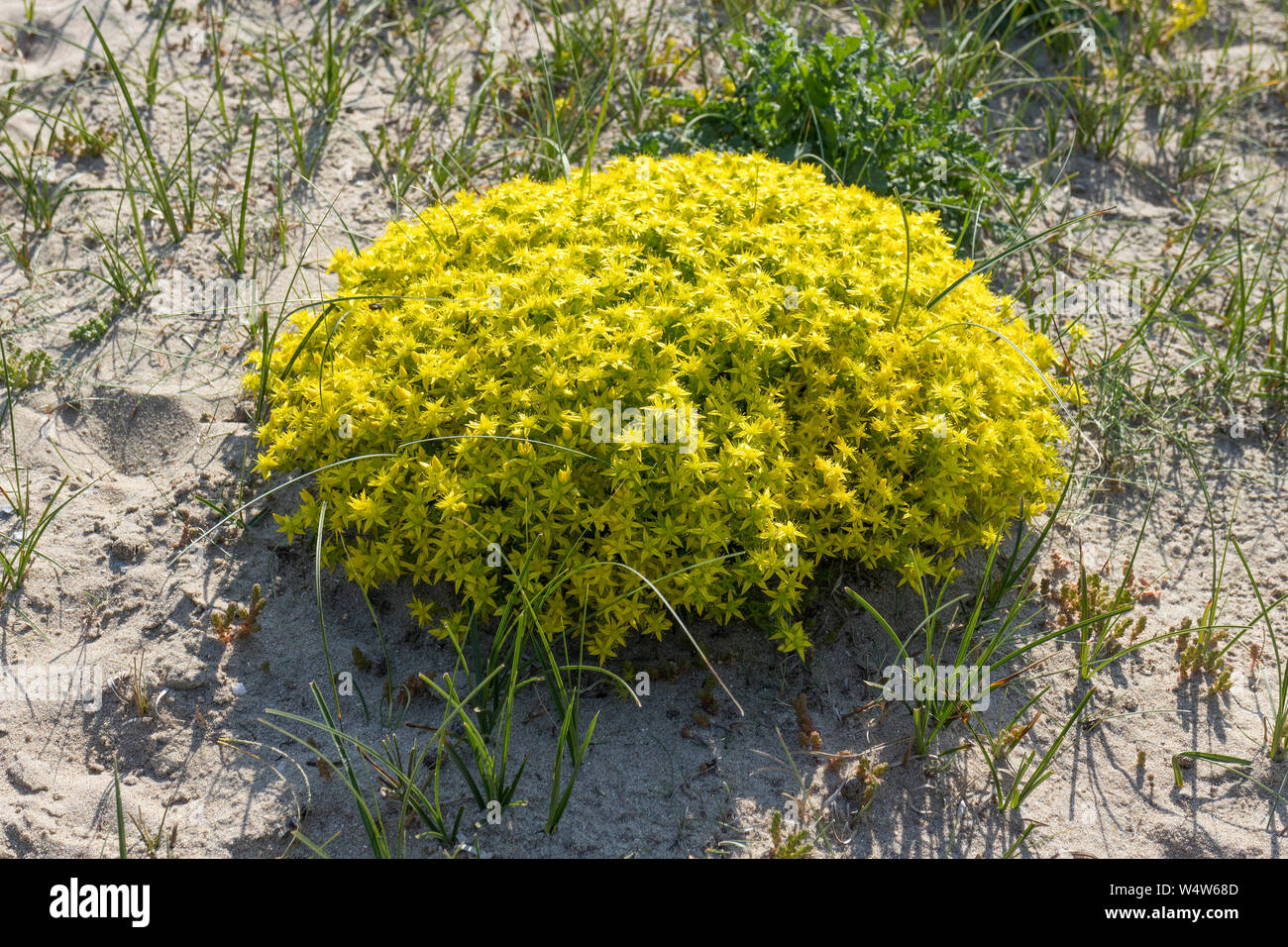 Fioritura giallo sedum acre piante che crescono nelle dune di sabbia Foto Stock