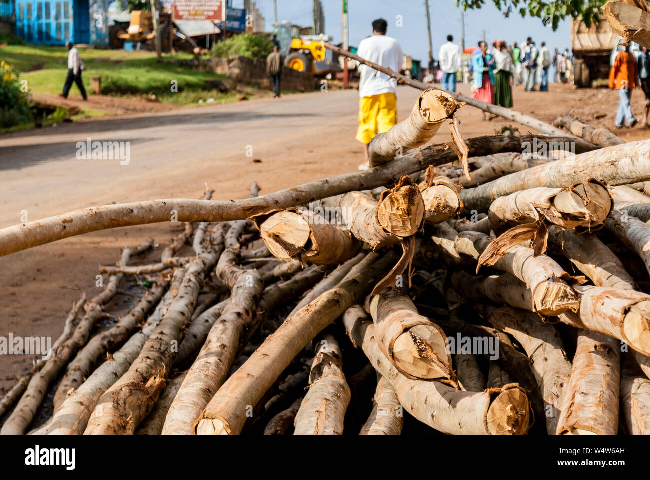 Tagliare eucalipto (Eucalyptus globulus) per la vendita su una strada in METU, Illubabor, Etiopia. Foto Stock