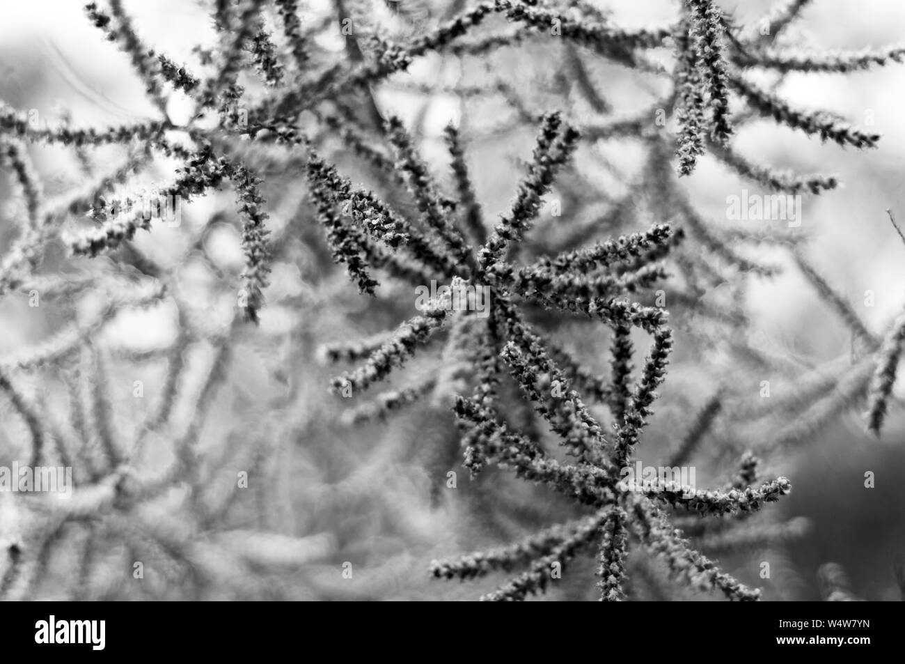 Nebbioso giorno in primavera ci fanno sentire da soli, triste Foto Stock