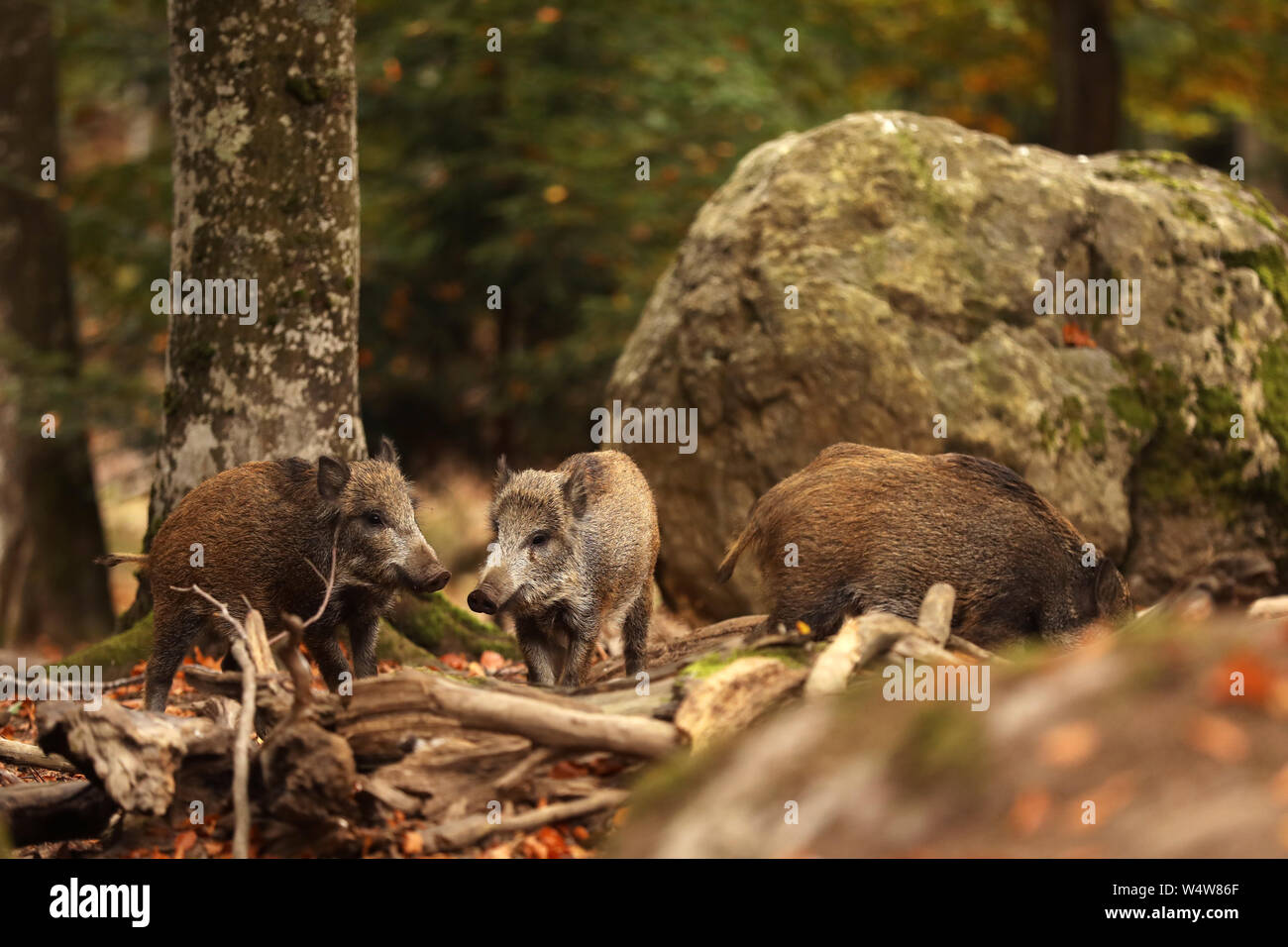 Allevamento di giovani cinghiali, Sus scrofa, nella foresta di autunno in background, Germania Foto Stock