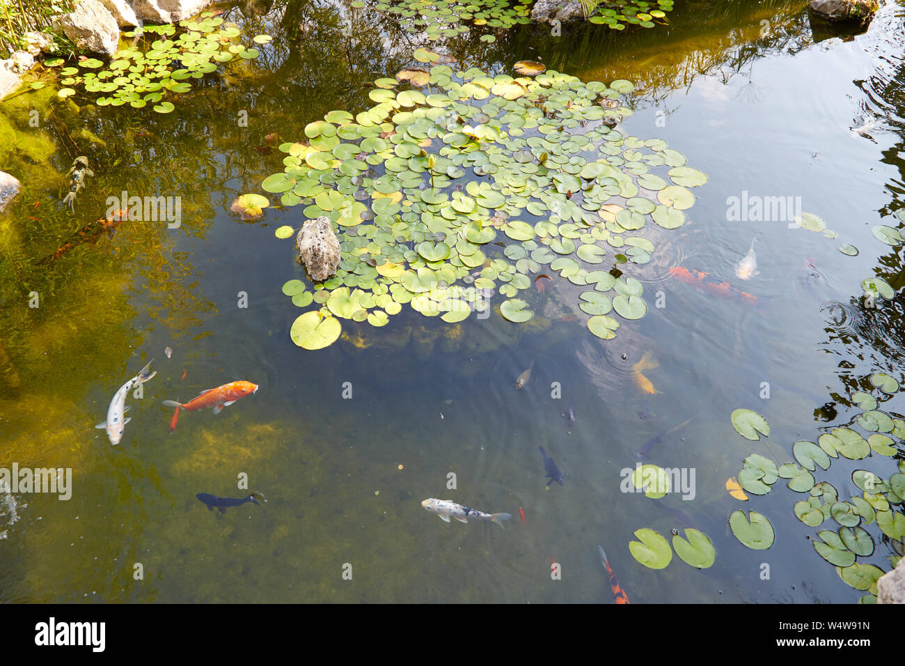 Koi pond con carpe e pesci waterlilies in un giorno di estate, ad alto angolo di visione Foto Stock