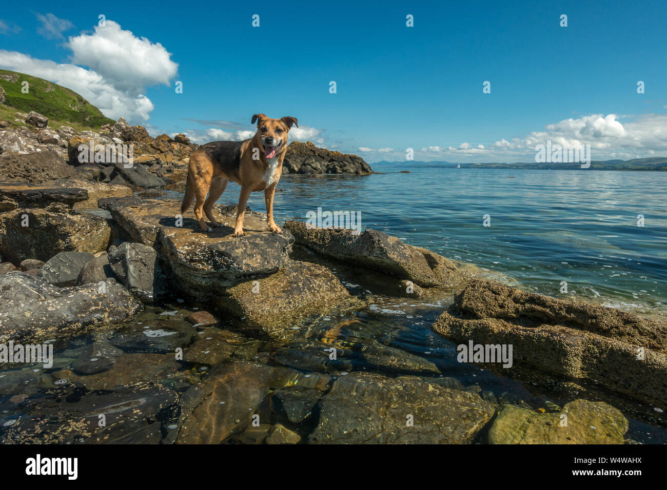 Cane godendo di una gita al mare a bella Kilchattan Bay, Isle of Bute, Scozia Foto Stock