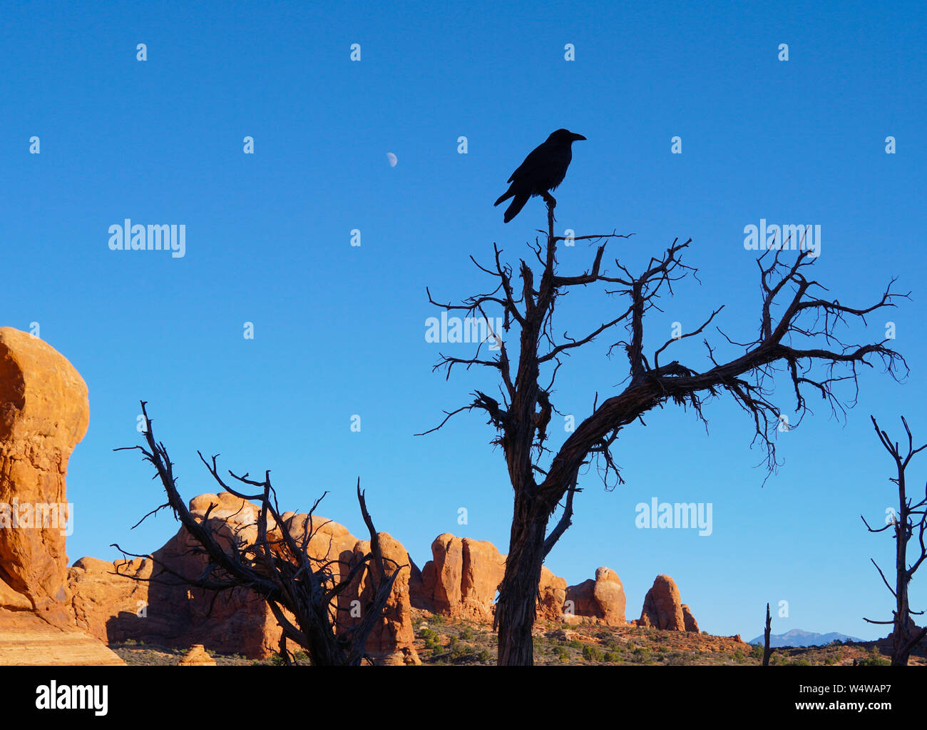Silhouette di un corvo su un albero sterile con le rocce rosse del Parco Nazionale di Arches in background. Foto Stock