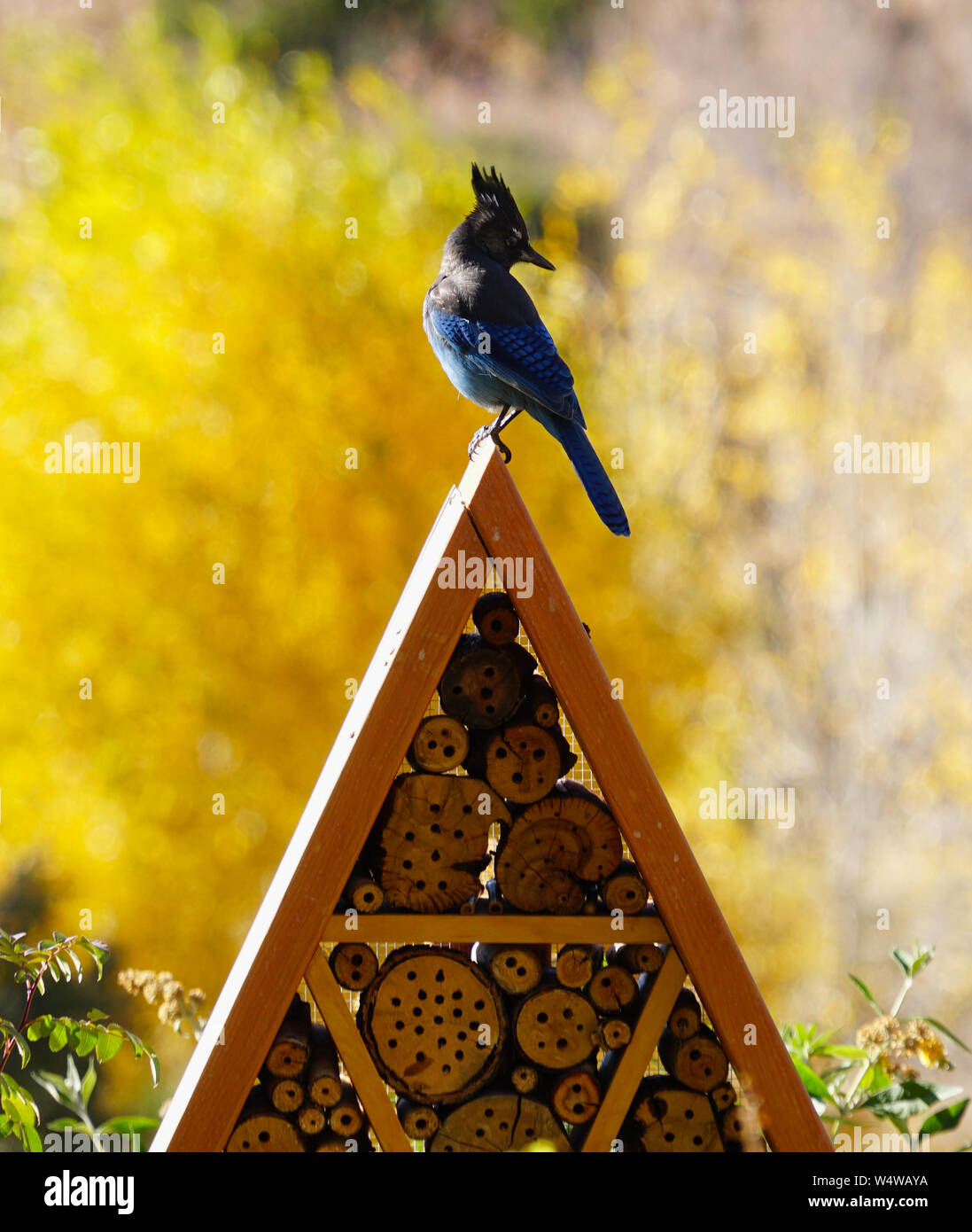 Un Steller Jay si siede sul picco di forma triangolare struttura in legno. Il tardo pomeriggio leggero fornisce punti di luce e ombre. Foto Stock