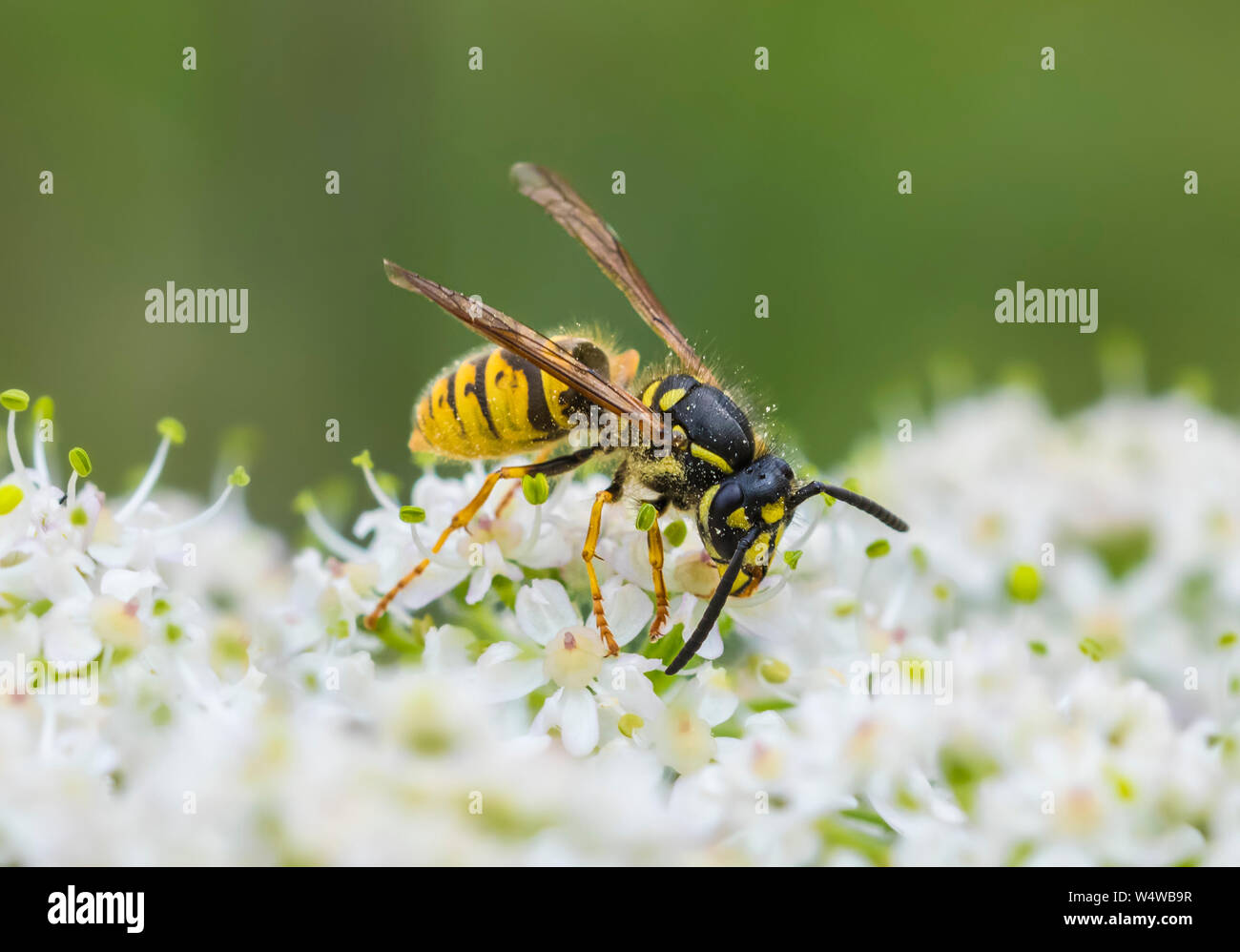 Vespula vulgaris (Common Wasp, Europeo Wasp, comune giallo-camicia wasp) in estate nel West Sussex, in Inghilterra, Regno Unito. Foto Stock
