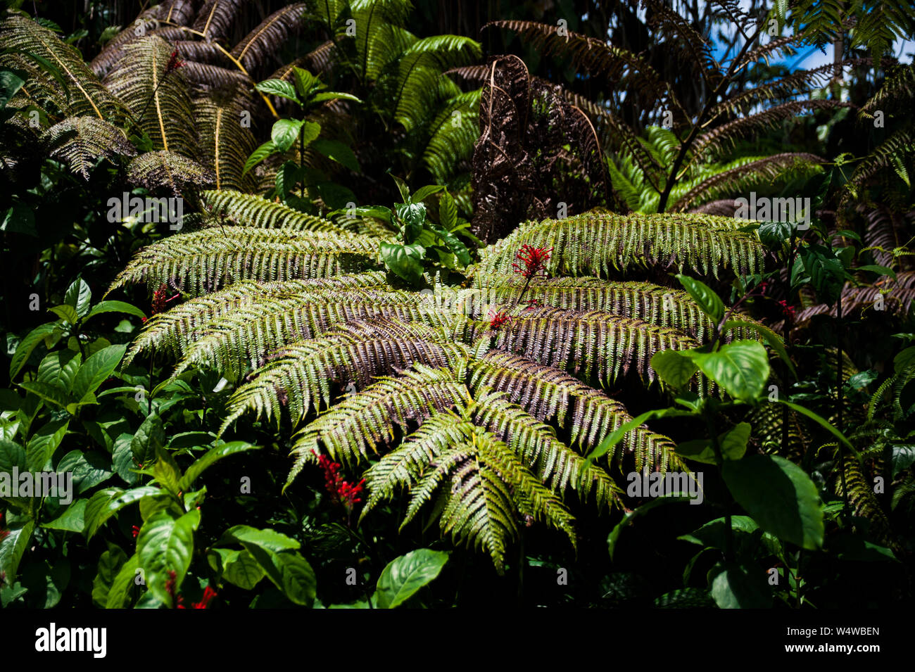 Enorme foglia di felce cresce nella foresta pluviale sulla Big Island delle Hawaii Foto Stock