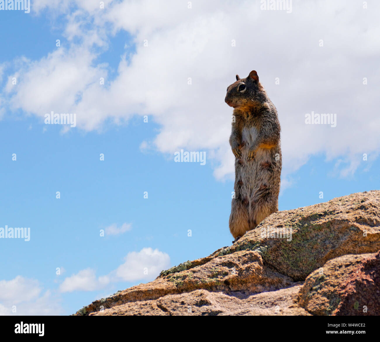 Un deserto Mama Scoiattolo si erge sulle sue zampe posteriori per ottenere una vista migliore Foto Stock
