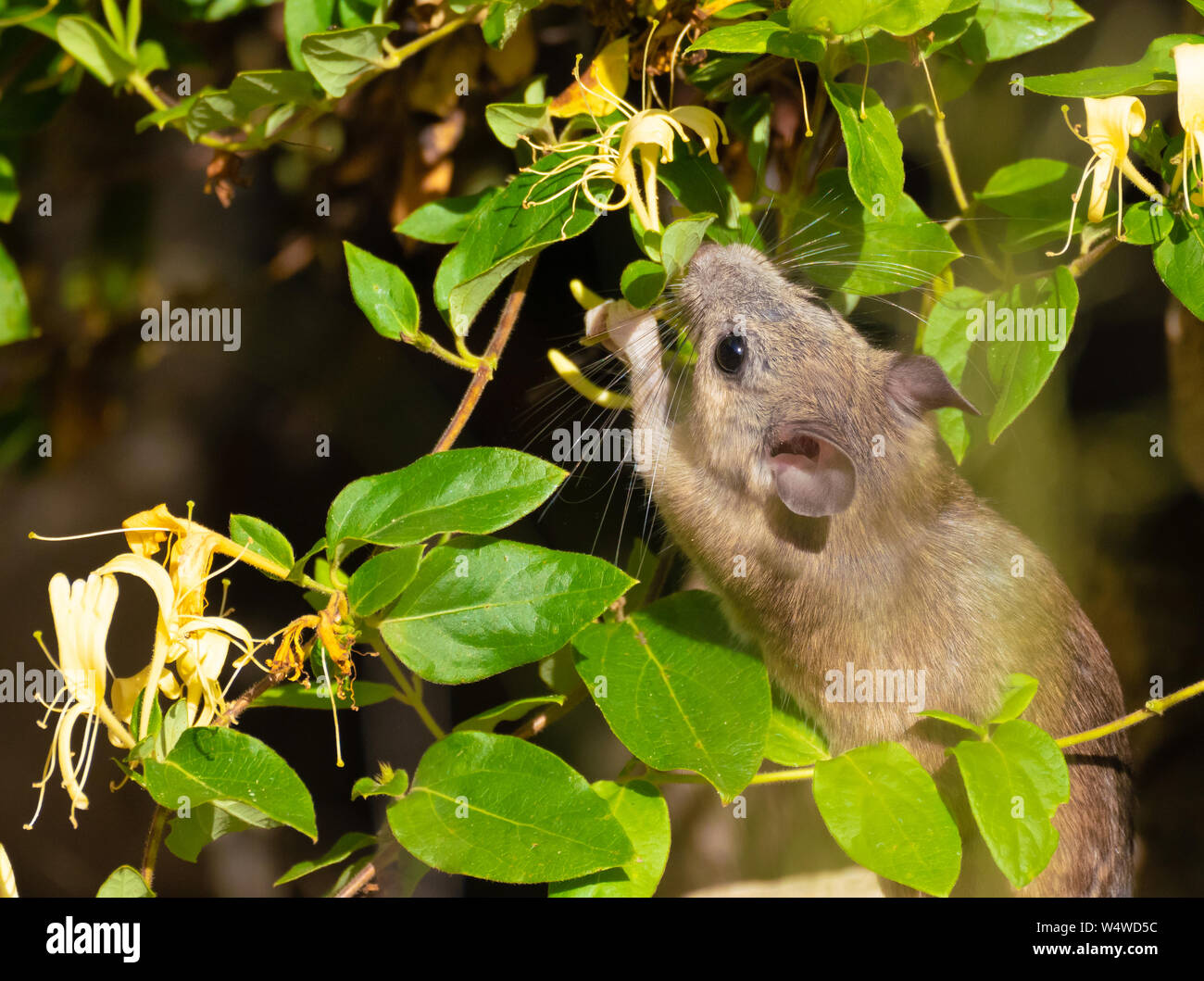 Un piccolo pacco semibyte di ratto su di un fiore di Caprifoglio Foto Stock