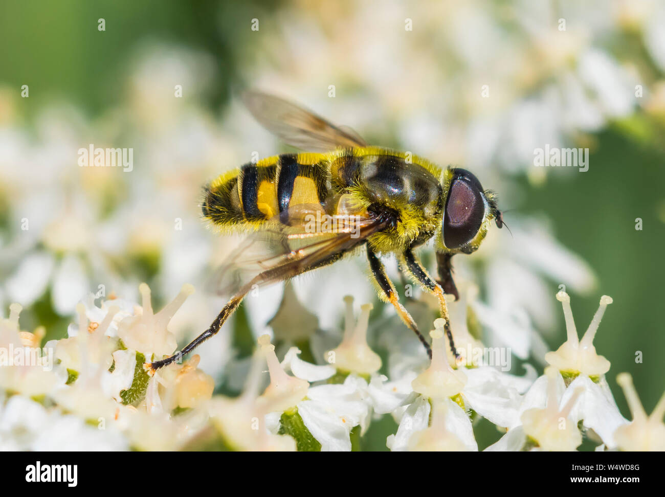 Myathropa florea. Macro closeup dei giallo-pelose Sun volare in estate nel West Sussex, in Inghilterra, Regno Unito. Un insetto. Fly. Sunflies. Foto Stock