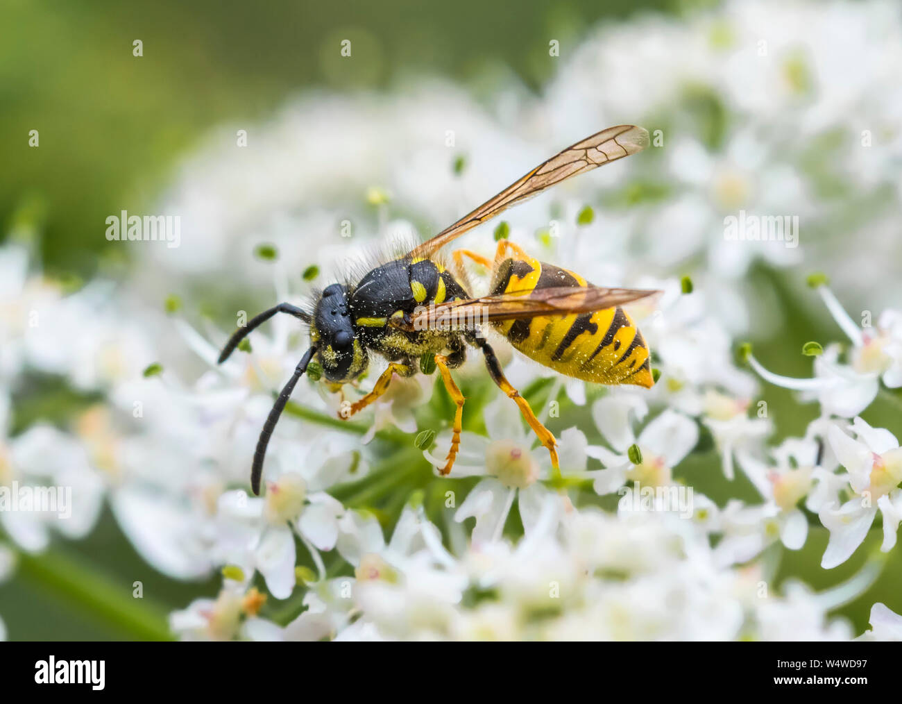 Vespula vulgaris (Comuni di vespe, Europeo vespe, comune giallo-giacche wasp) in estate nel West Sussex, in Inghilterra, Regno Unito. Foto Stock