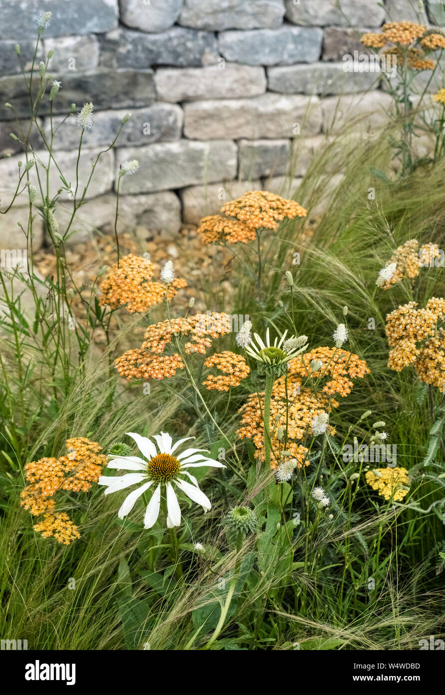 Visualizza Giardino a Tatton Park flower show, luglio 2019, dotate di achillea e coneflower piante perenni all'interno di erba ornamentale, contro una parete di pietra. Foto Stock