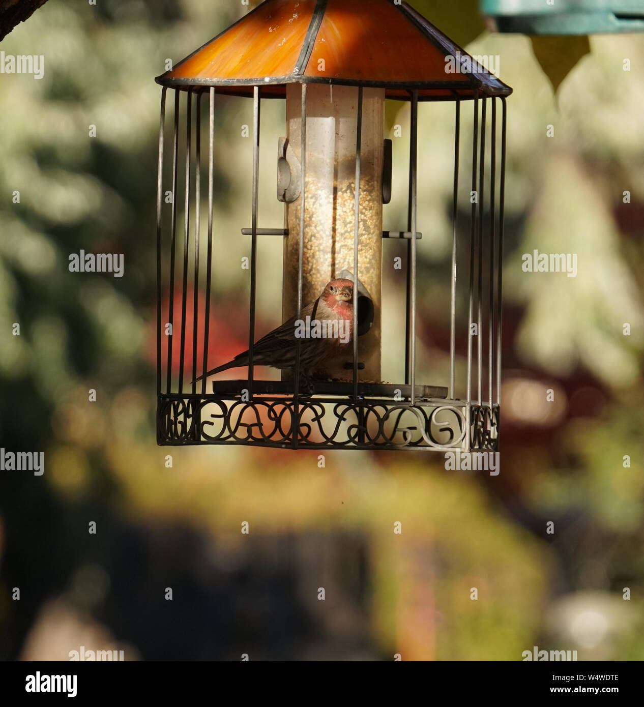 Un piccolo uccello di mangiare i semi in una vetrata Bird Feeder Foto Stock
