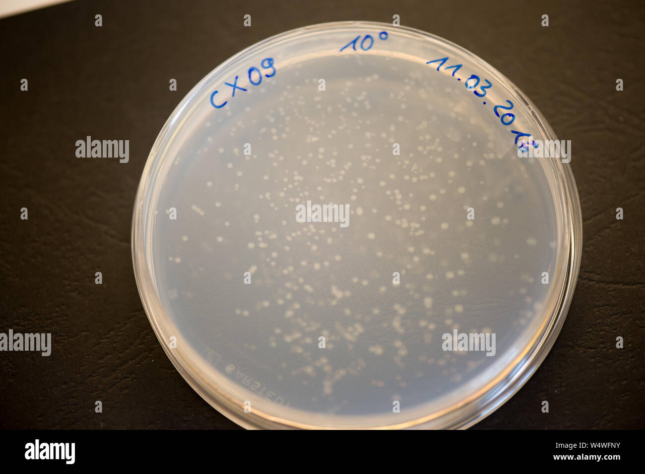 Le colonie di batteri sulla piastra di agar in un laboratorio di ricerca Foto Stock