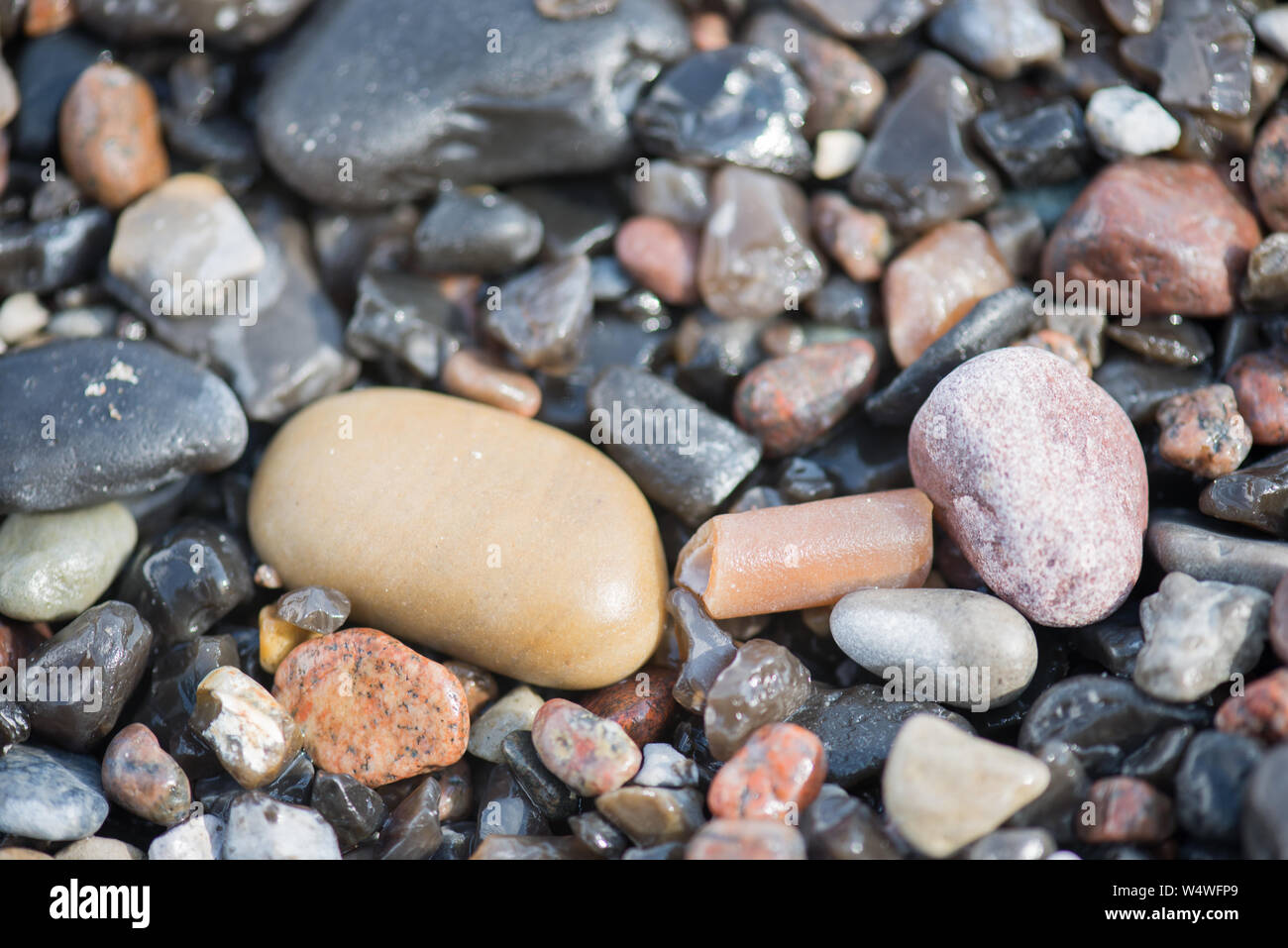 Thunderbolt, belemnite, fossile di Møns Klint in Danimarca tra altre pietre Foto Stock