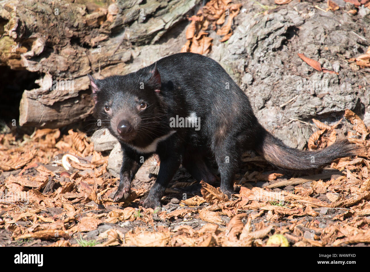 Diavolo della Tasmania, Sarcophilus harrisii, guardando la telecamera Foto Stock