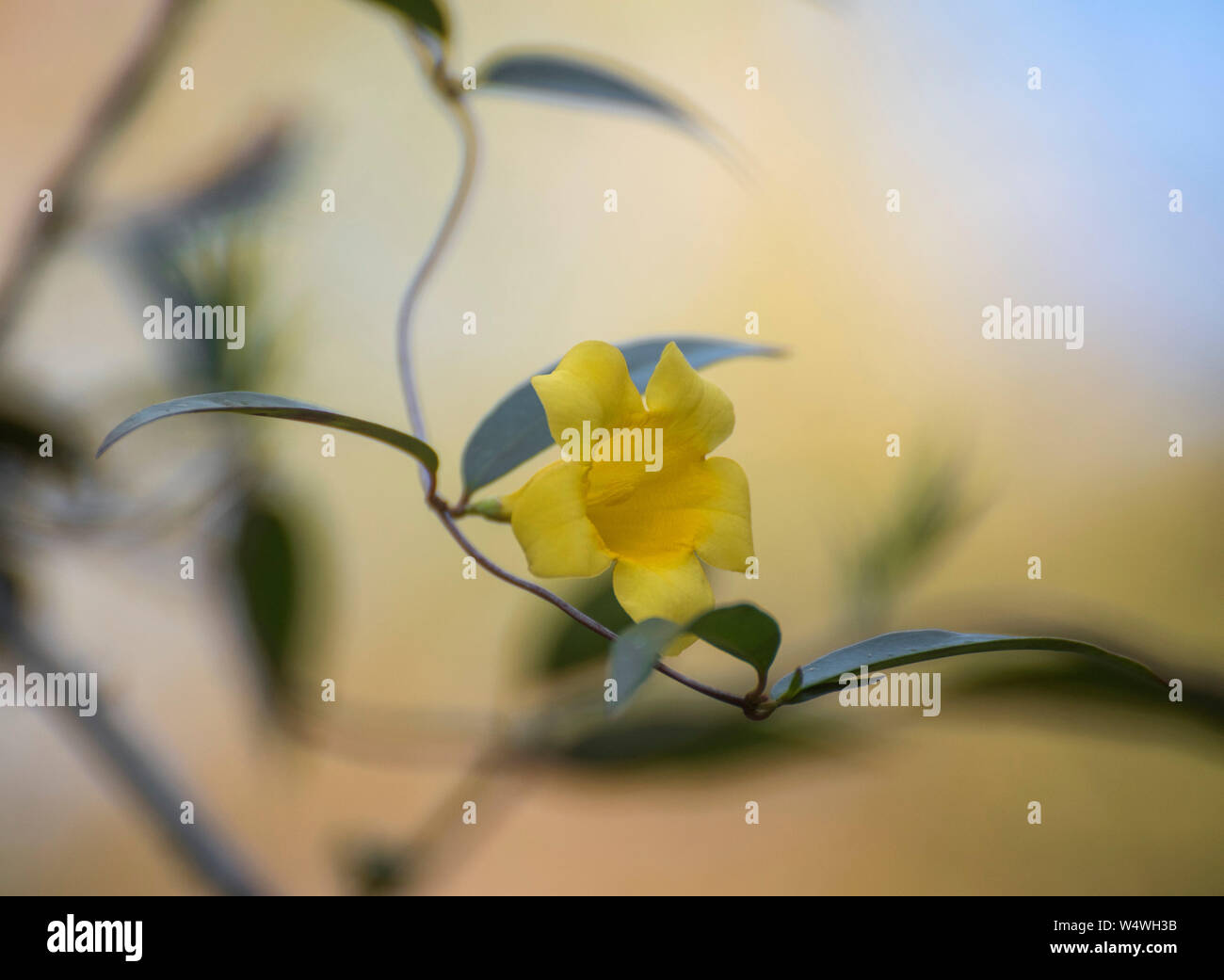 Carolina Jessamine fiorente vite in North Florida. Foto Stock
