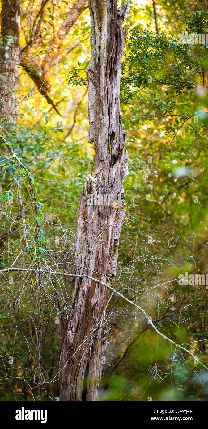 Vecchio morti snag marciume lontano nei boschi del Nord in Florida. Foto Stock