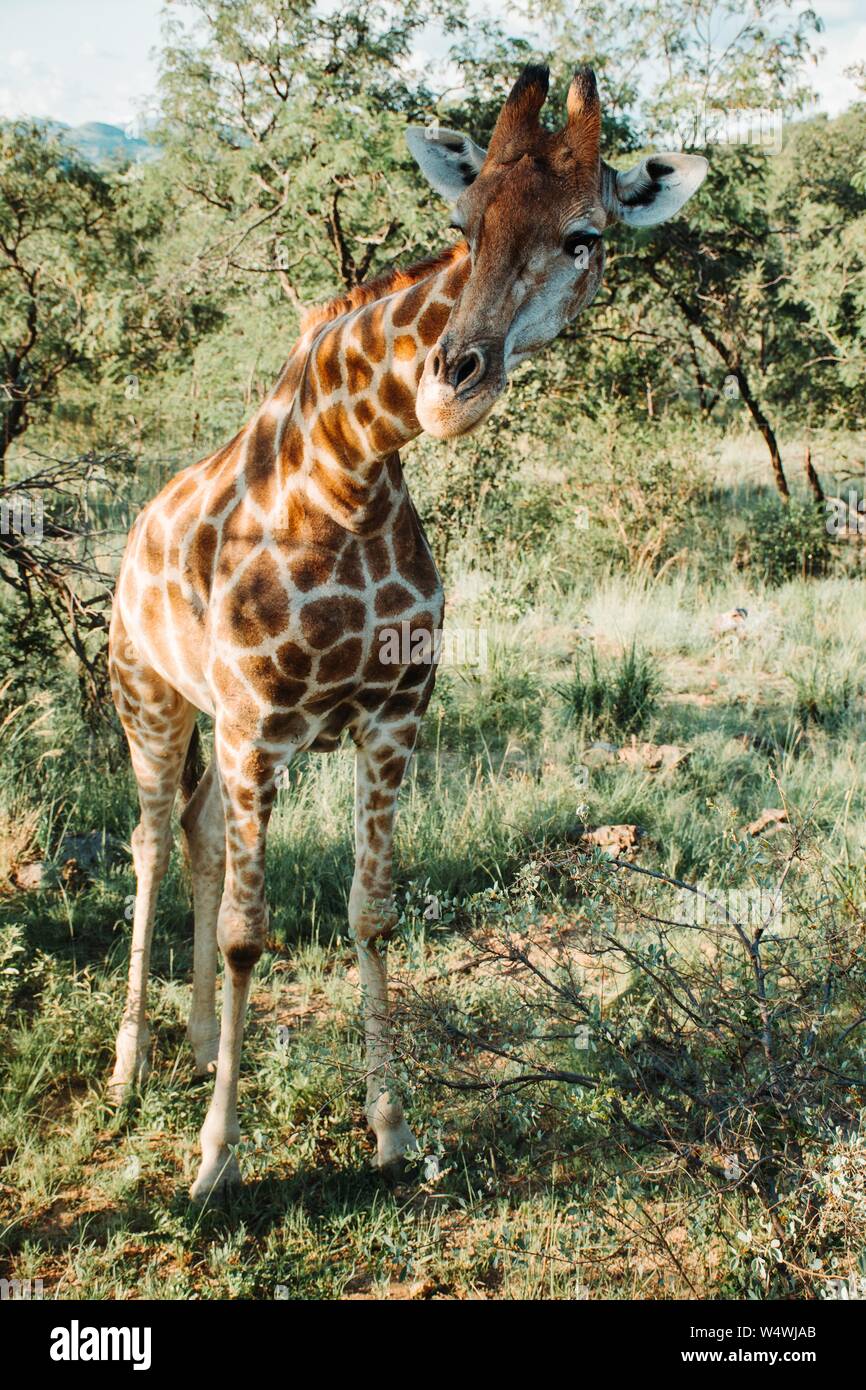 Colpo verticale di una giraffa vicino alberi e piante su una giornata di sole Foto Stock