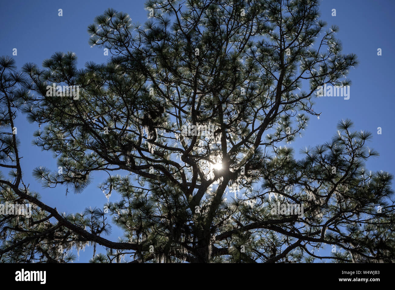 Nel tardo pomeriggio sole che splende attraverso un albero di pino. Foto Stock