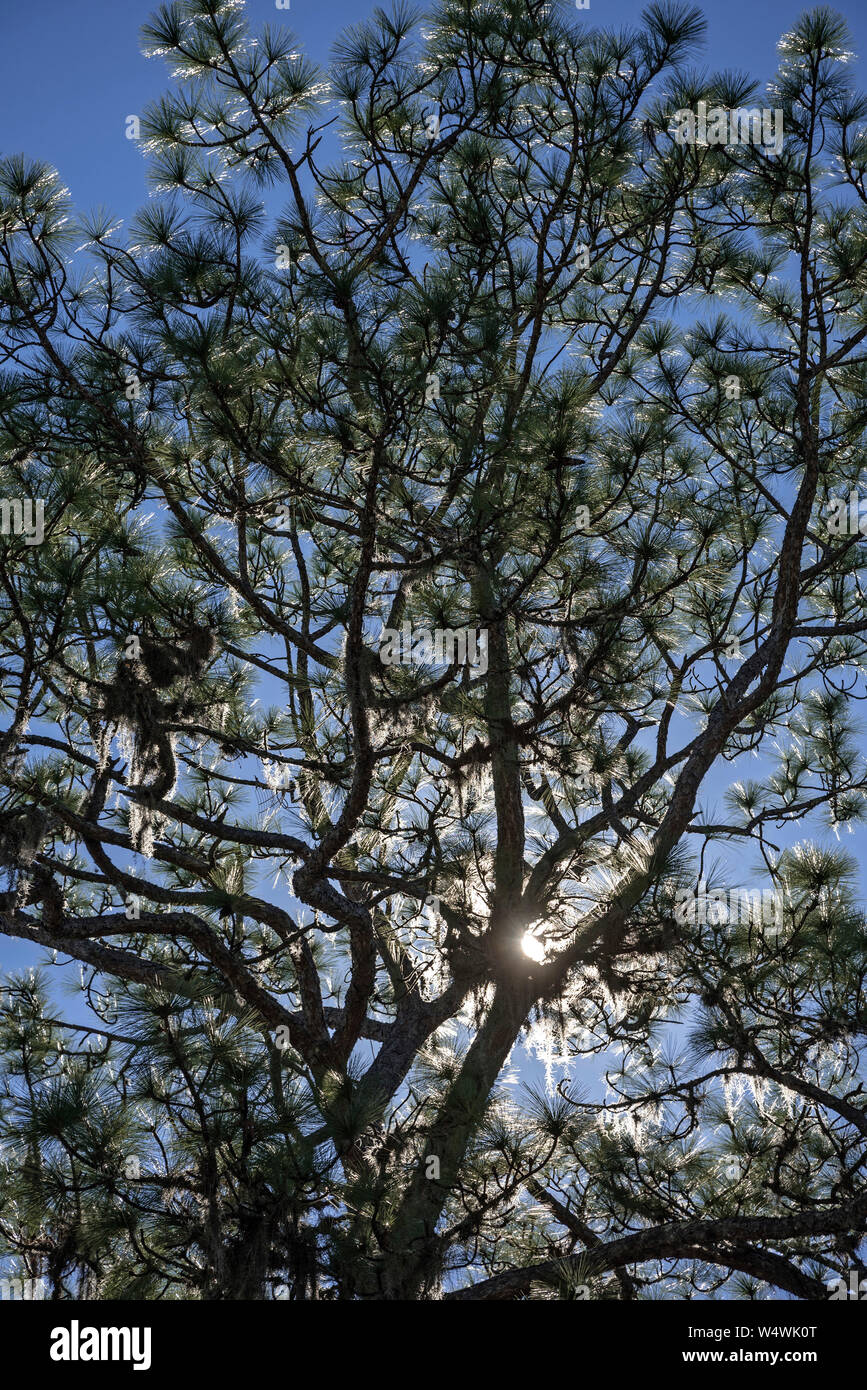 Nel tardo pomeriggio sole che splende attraverso un albero di pino. Foto Stock