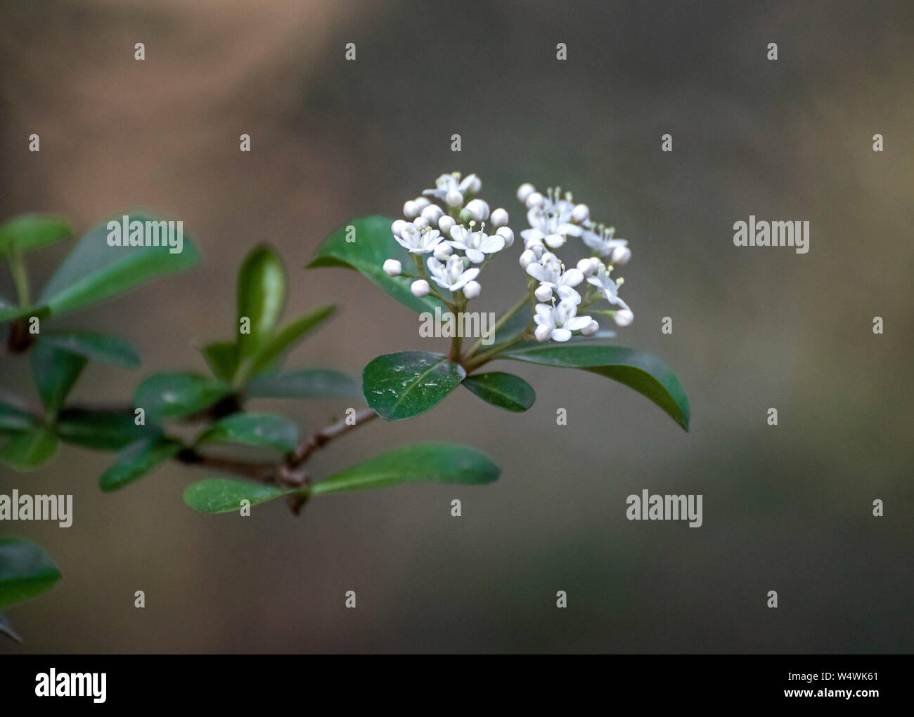 Piccolo albero bianco fiori in primavera. Foto Stock