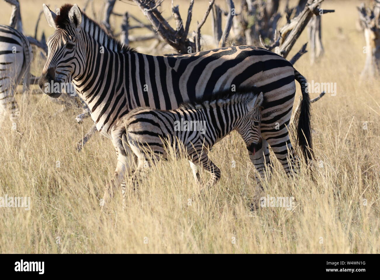 Zebra in Zimbabwe Foto Stock