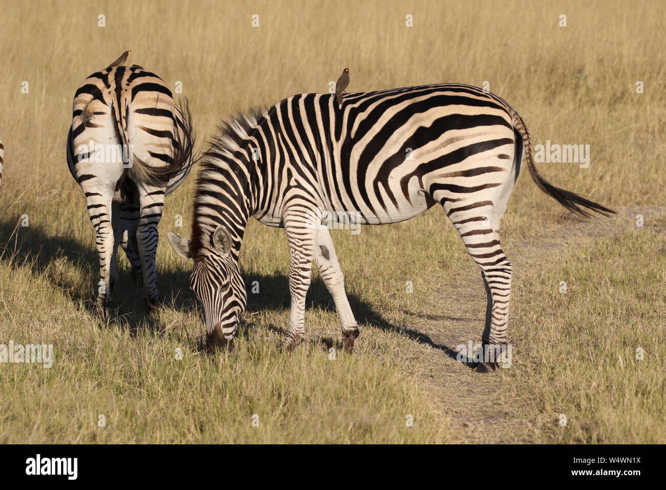 Zebra in Zimbabwe Foto Stock