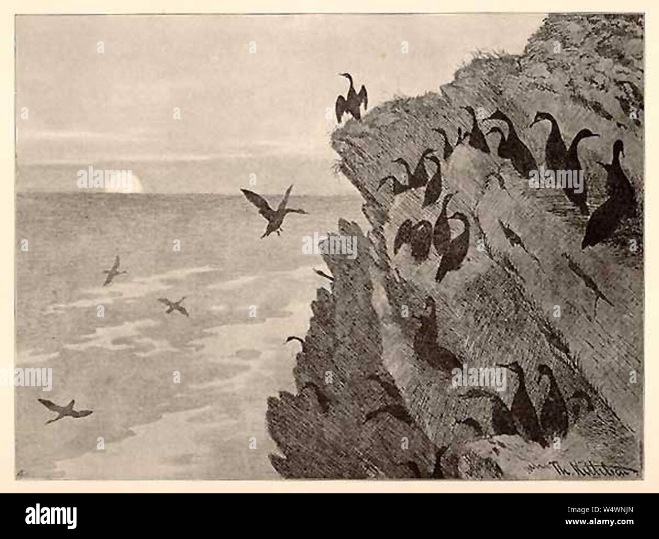 Cormorano (uccelli acquatici) - 1891. Foto Stock