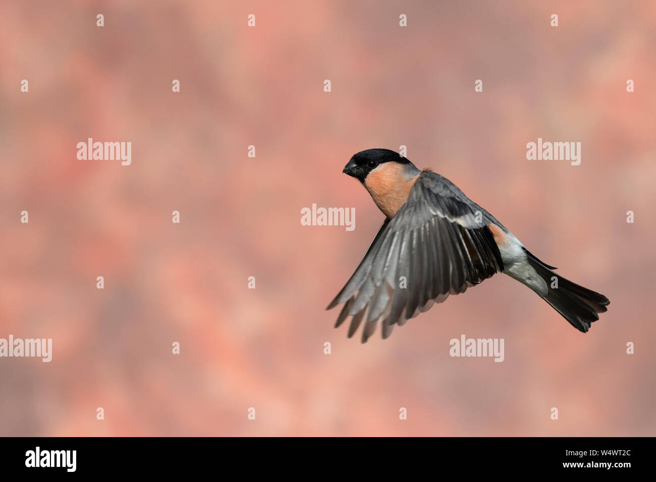 Bullfinch (maschio) in volo Foto Stock