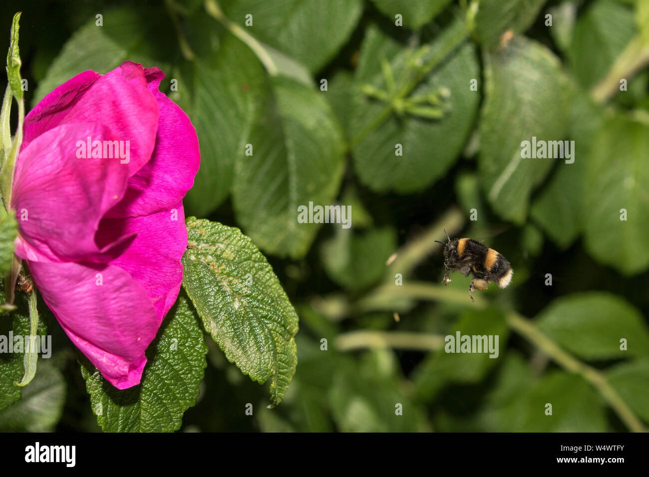 White-tailed Bumble Bee battenti Foto Stock