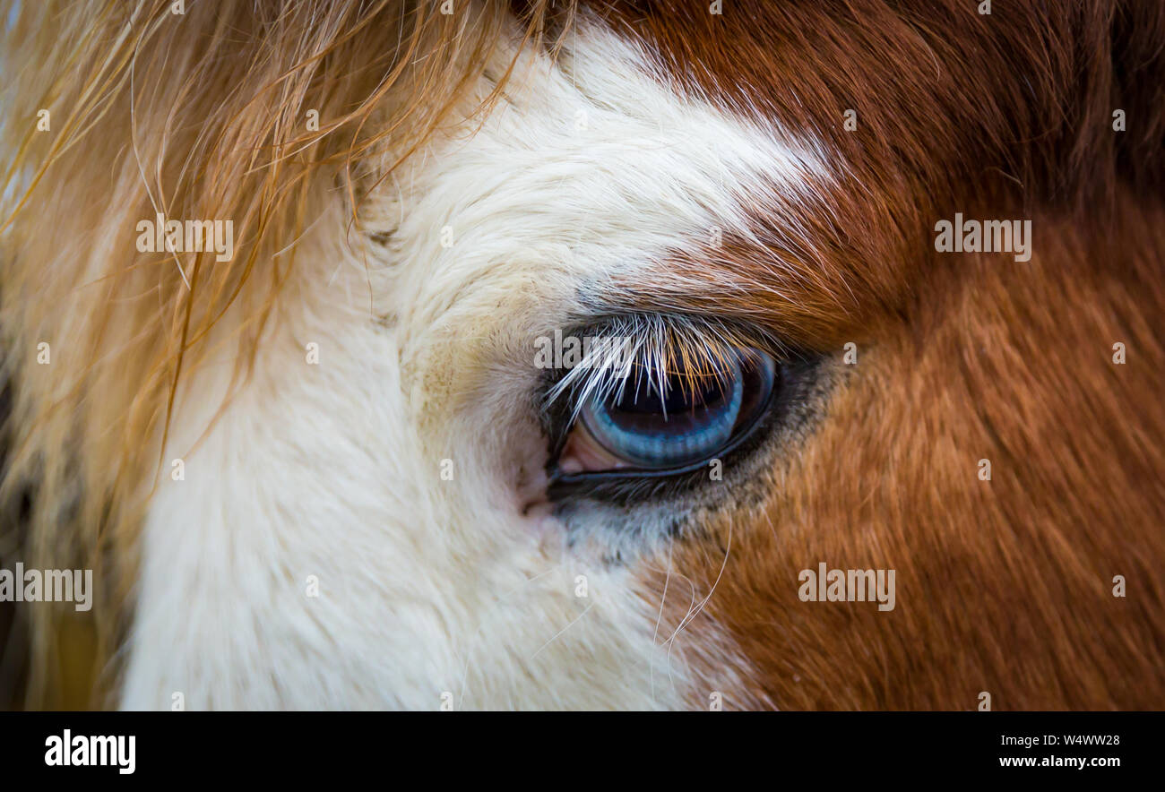 Primo piano di un bellissimo occhio blu di cavallo islandese Foto Stock