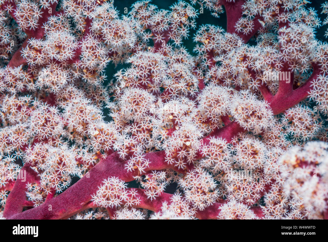 Soft Coral di gorgonie. Manado, Nord Sulawesi, Indonesia. Foto Stock