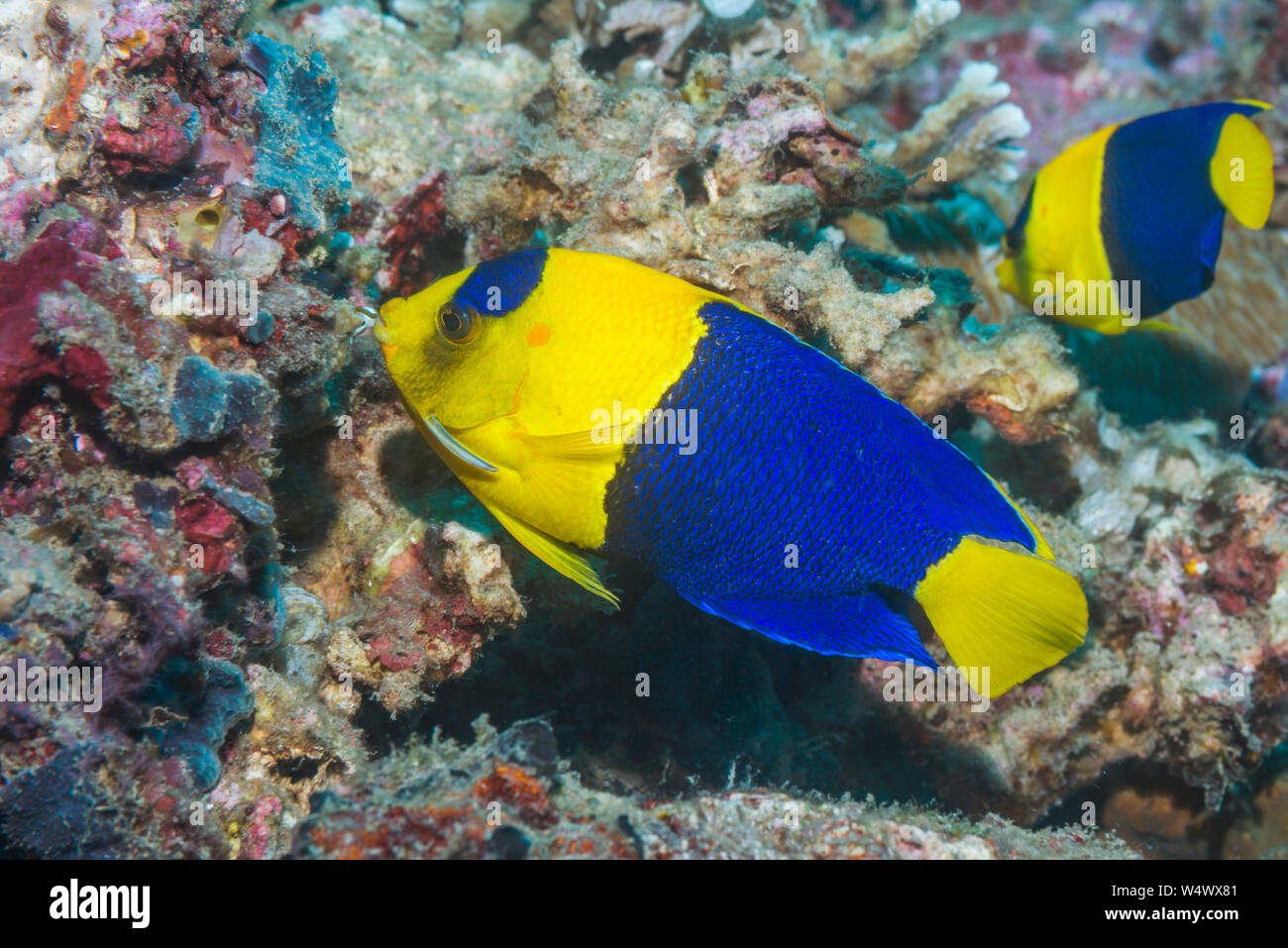 Bicolor angelfish [Centropyge bicolor]. Nord Sulawesi, Indonesia. Foto Stock