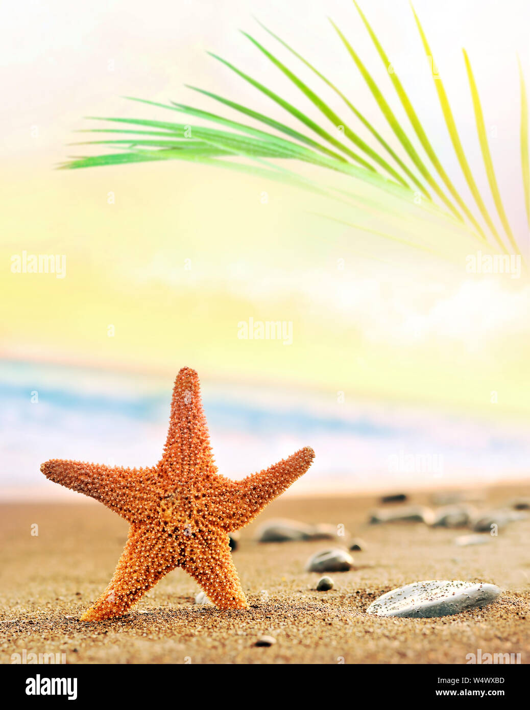 Estate spiaggia sfondo. La sabbia, di foglie di palma, stelle marine, il mare e il cielo estate concept Foto Stock
